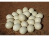 Fertile Parrot Eggs and Parrot Chicks for sale